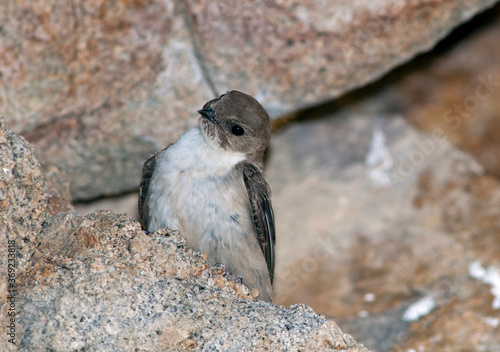 Eurasian crag martin / Felsenschwalbe (Ptyonoprogne rupestris) photo