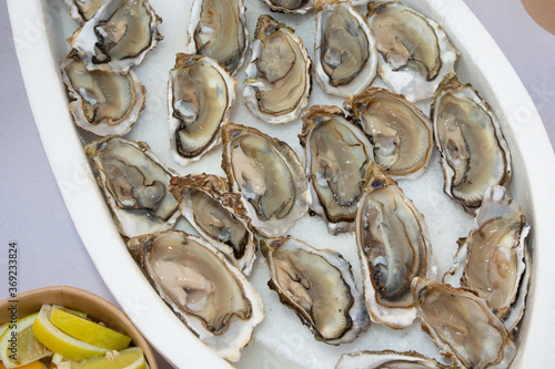 open fresh oysters in ice with lemon