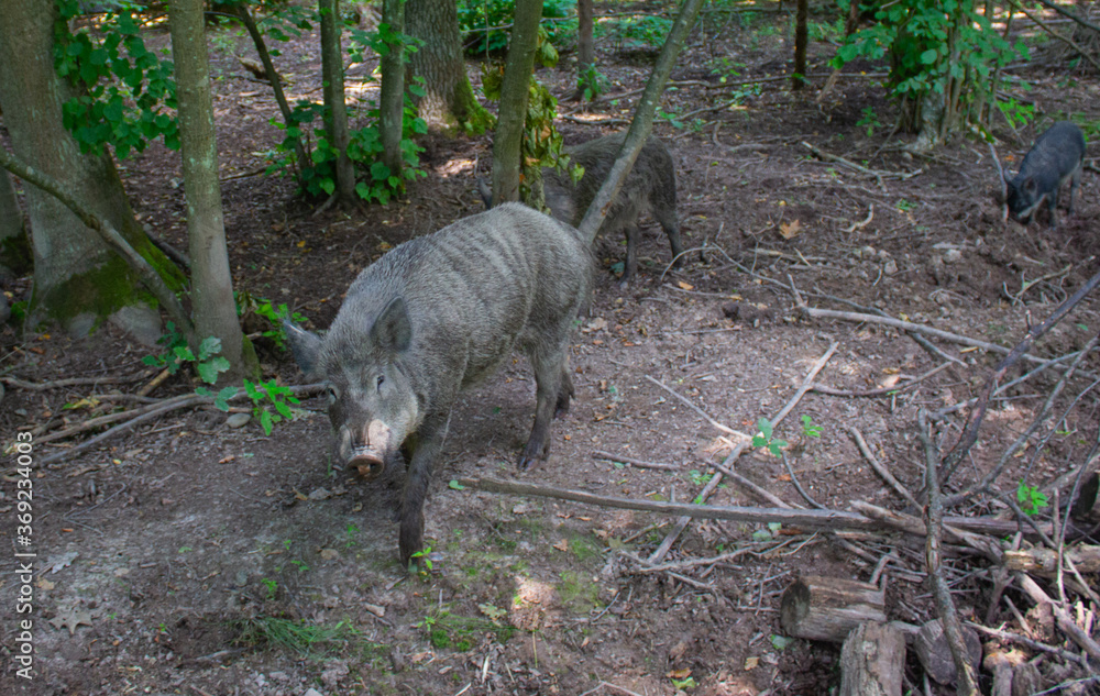 wild boars in the forest near dry logs
wild boars in the forest near dry logs