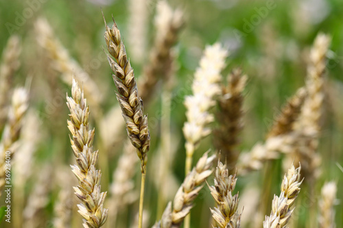Wheat field, yellow ears of wheat, rye, barley and other cereals. Background of blue sky and western sun in a rural meadow. Wildflowers. The concept of a good harvest.