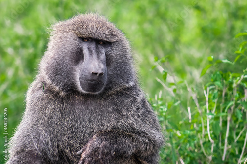 baboon sitting in the grass