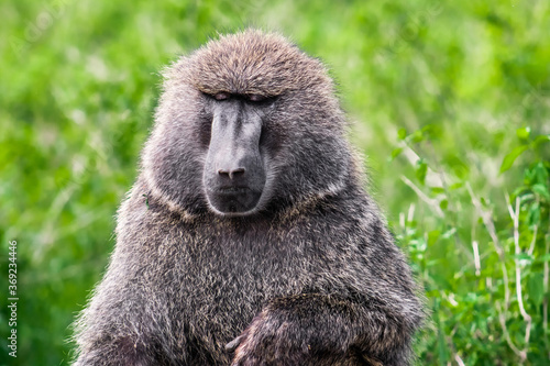 baboon sitting in the grass