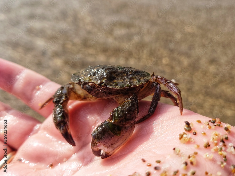 A crab on the hand at the beach 