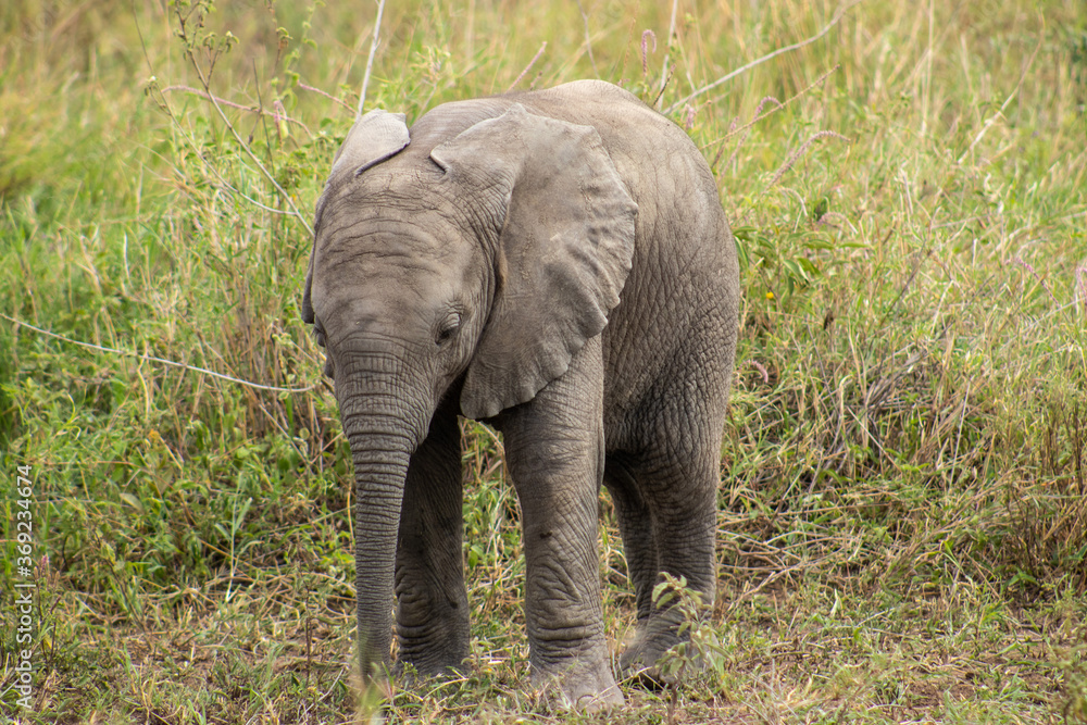 Baby elephant out in the field