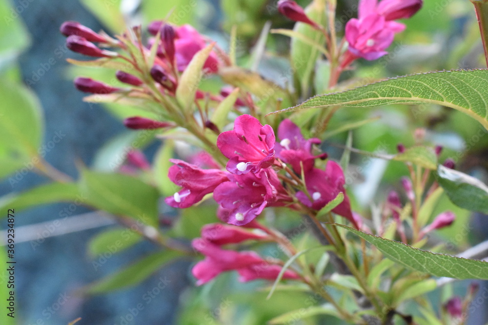 Blühende Weigelie (Weigela) Blühende Weigelie (Weigela)