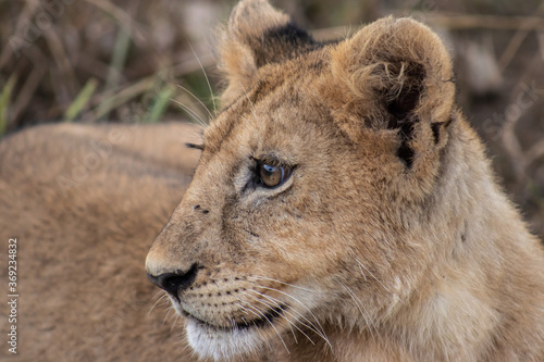portrait of a lion cub