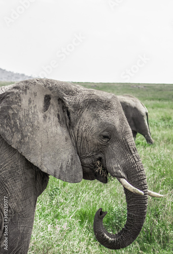 Elephant close-up picture