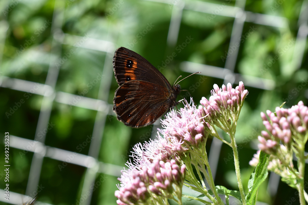 Fototapeta premium Graubindiger Mohrenfalter, Erebia aethiops, auf Wasserdost, Schmetterling mit braunen Flügeln und schwarzen Augen auf rotem Grund, Rote, schwarze Flecken auf Falter 