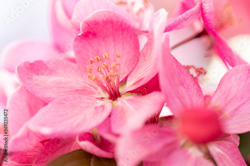 Pink flowers macro