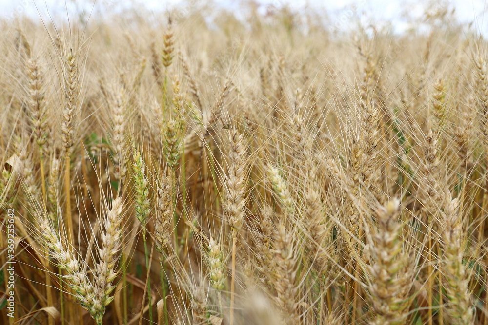Fototapeta premium Wheat field, yellow ears of wheat, rye, barley and other cereals. Background of blue sky and western sun in a rural meadow. Wildflowers. The concept of a good harvest.