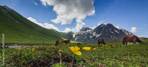 alpine meadow in the mountains, wild horses in himalayas, flowers and meadows, kashmir meadows, kashmir photo