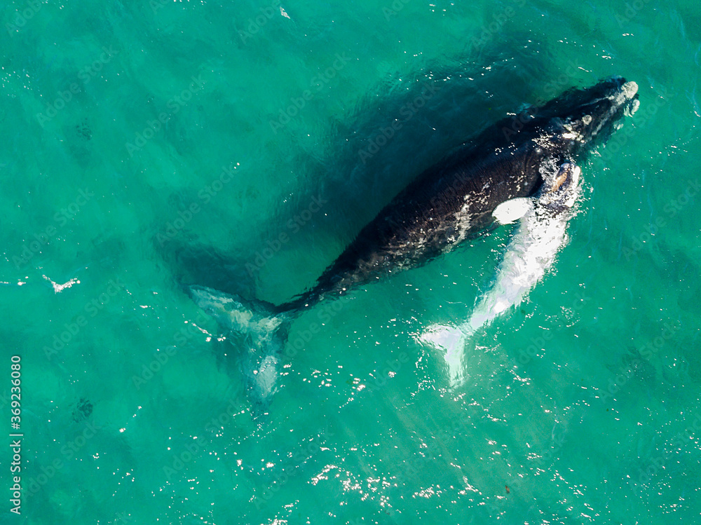 Obraz premium Aerial view of a southern Right Whale, Eubalaena australis, and her rare white calf in the shallow protected waters of the Nuevo Gulf, Valdez Peninsula, Argentina, a UNESCO World Heritage site.