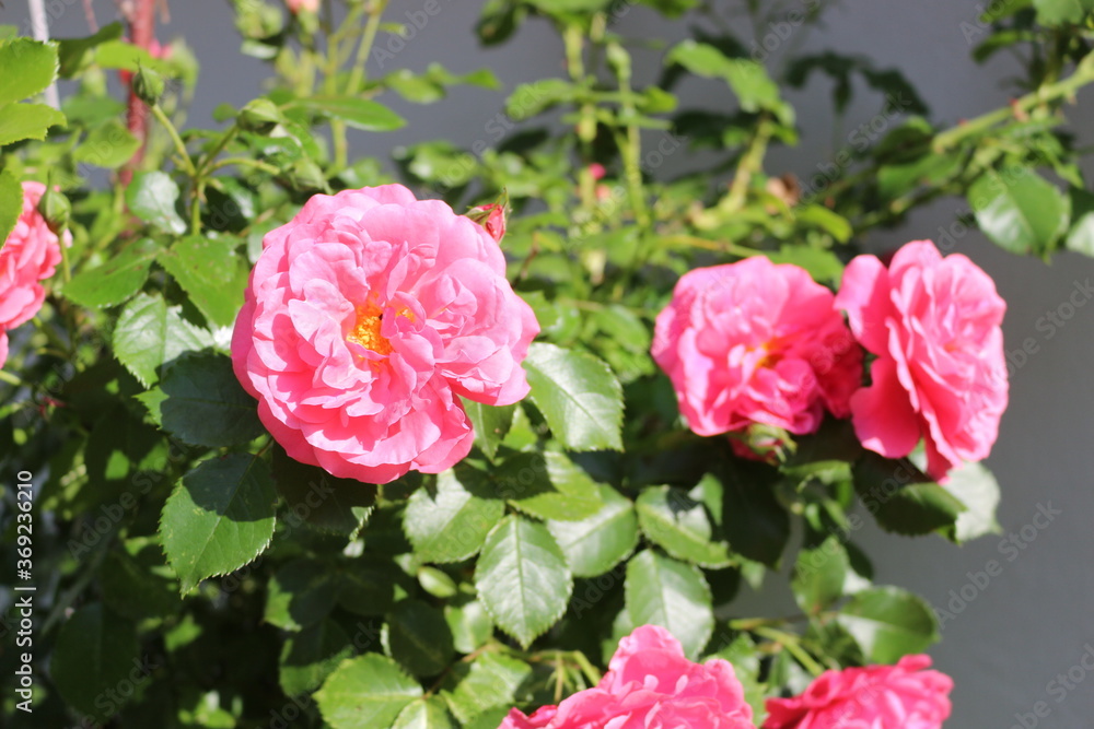 Bright pink flowers blooming on a rose bush in the summer garden. Bright pink flowers blooming on a rose bush in the summer garden.
