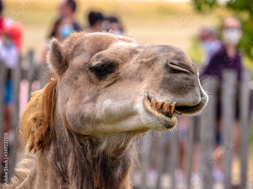 Close-up on the head of a dromedary making a funny face - animal portrait