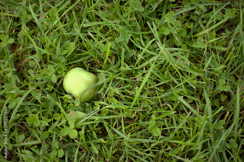 Green apples lying on the ground