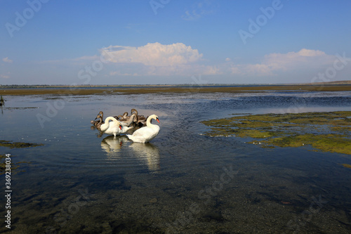 Wild swans on a lake in Crimea on a sunny summer day