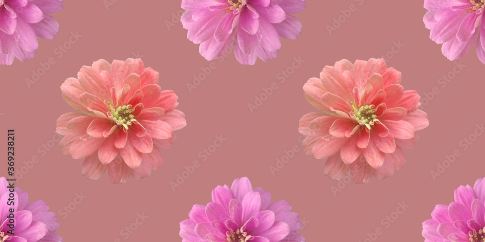 Pink zinnia on light red background. Isolated flowers. Seamless floral pattern for fabric, textile, wrapping paper. flower