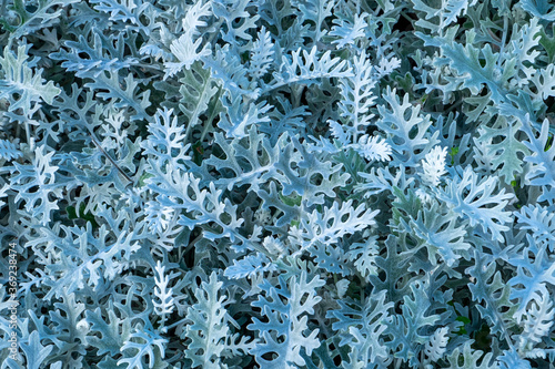 Foto Close-up leaves the cineraria plant, a dusty miller as a background