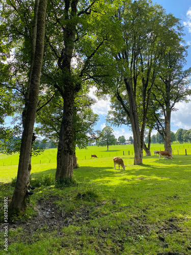 Fototapeta Naklejka Na Ścianę i Meble -  Cows on the pasture in Ramsau am Dachstein, Austria.