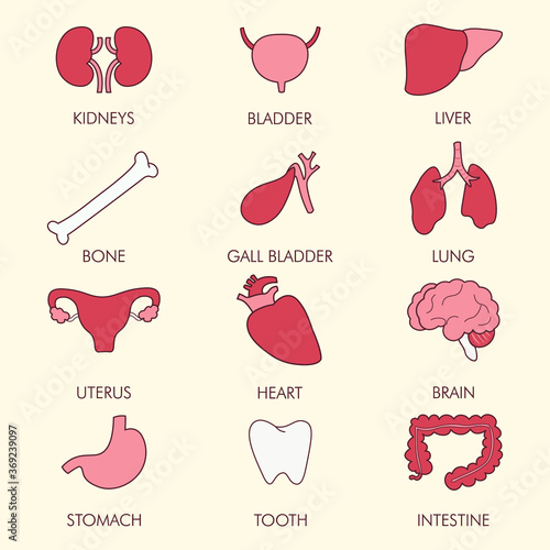 Vector internal human organs icon set. Cartoon icons isolated on light background. Flat design.