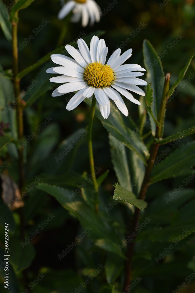 Fototapeta premium Blühende Garten-Margerite (Leucanthemum maximum)