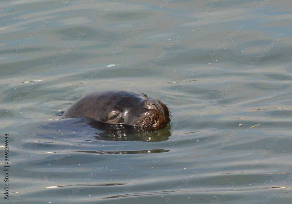 sea lions in their environment on the coasts of Chile
sea lions in their environment on the coasts of Chile