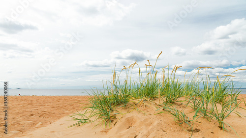 Ears of coastal grass on a sand dune of the seashore