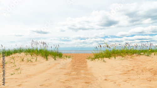Fototapeta Naklejka Na Ścianę i Meble -  Trail between two sand dunes covered with reeds on the seashore beach