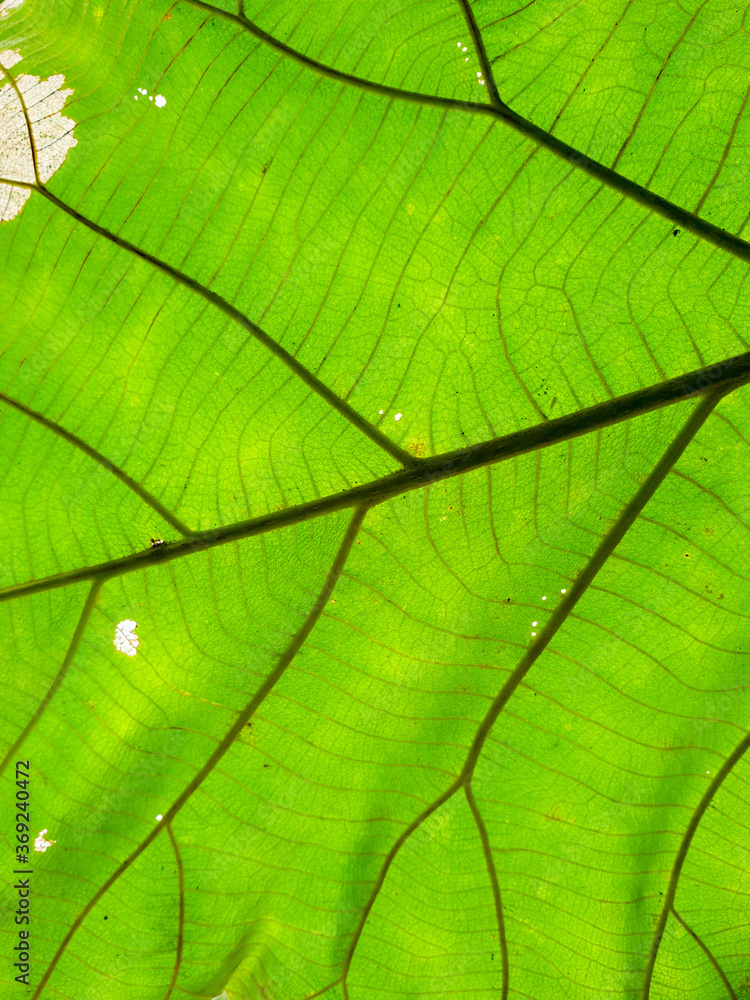 close up of green leaf texture close up of green leaf texture