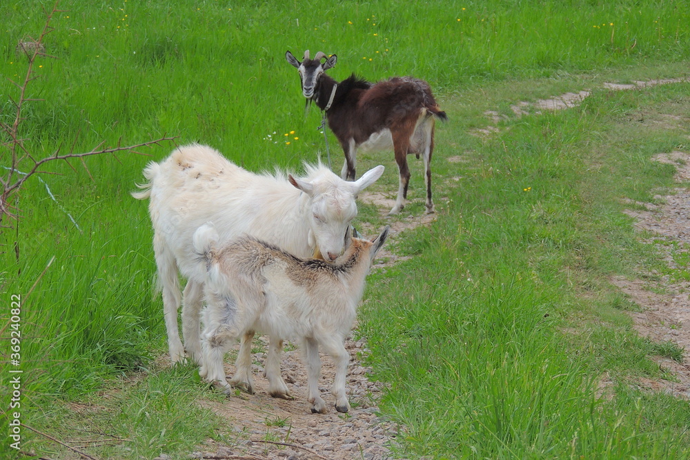Obraz premium Female white goat for milk production .goats graze in the field
