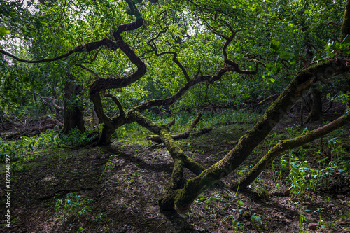 Fallen tree in the Oak-wood