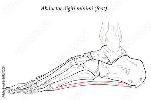 Abductor digiti minimi muscle of foot. photo