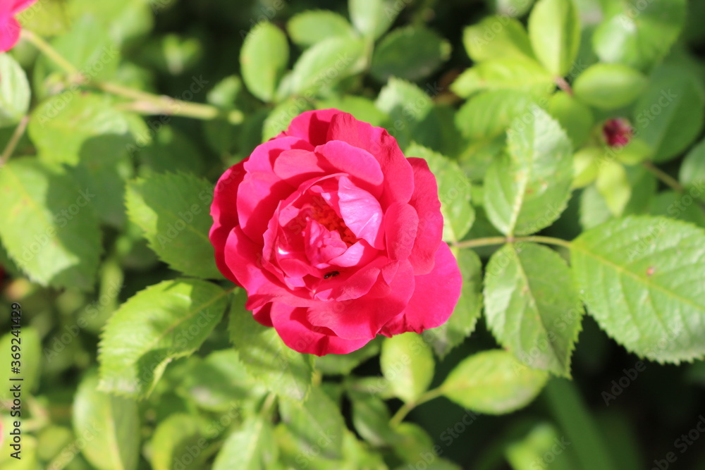 Bright pink flowers blooming on a rose bush in the summer garden. Bright pink flowers blooming on a rose bush in the summer garden.