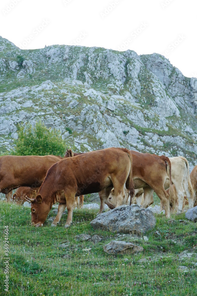 Cows on the mountain pasture, Cows on a summer pasture