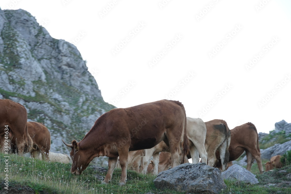 Cows on the mountain pasture, Cows on a summer pasture