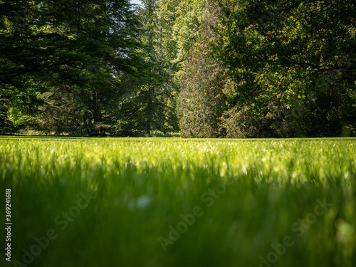 Obraz na płótnie deep view over an English lawn of a tree plant