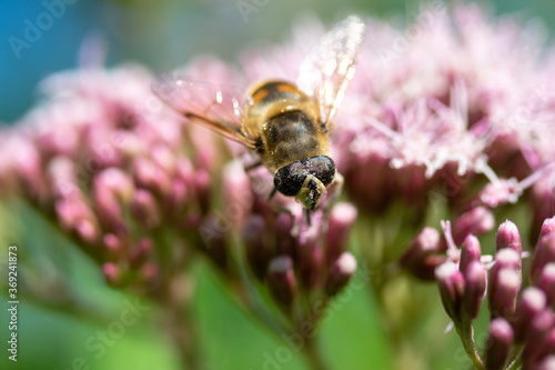 closeup bee honeybee plant blossom in nature