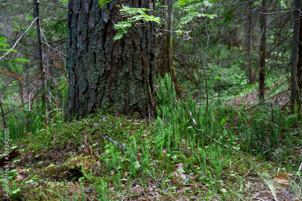Fototapeta premium trunk of an old tree overgrown with moss