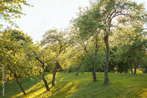 Thin and curved apple trees in the park on the sunset