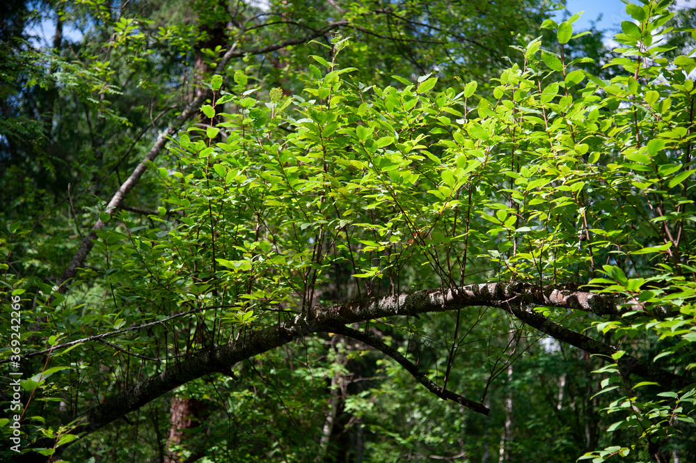 Fototapeta premium natural wood arch with green leaves