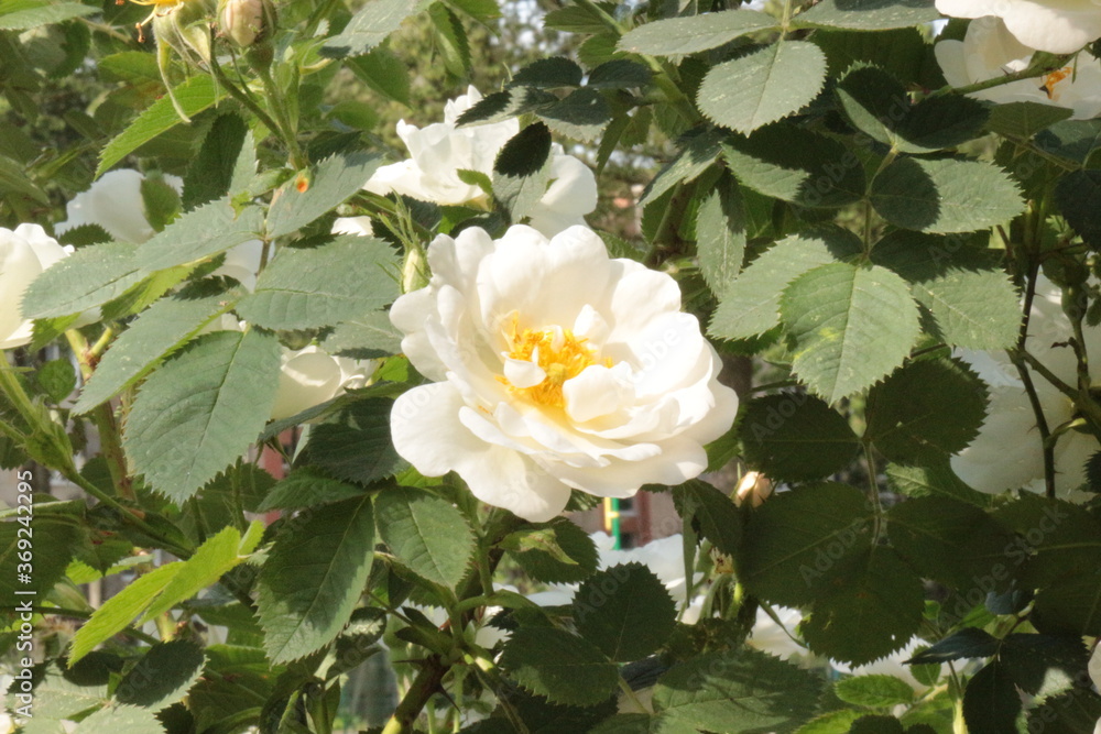 Bright white flowers blooming on a rose bush in the summer garden. Bright white flowers blooming on a rose bush in the summer garden.