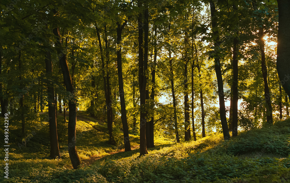 Fototapeta premium Colorful autumn forest on the sunset