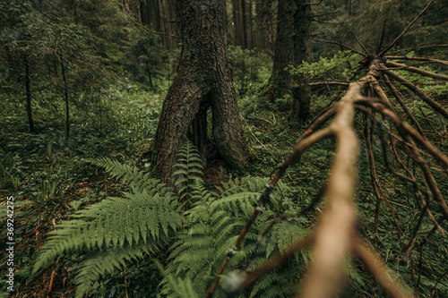 A green plant in a forest