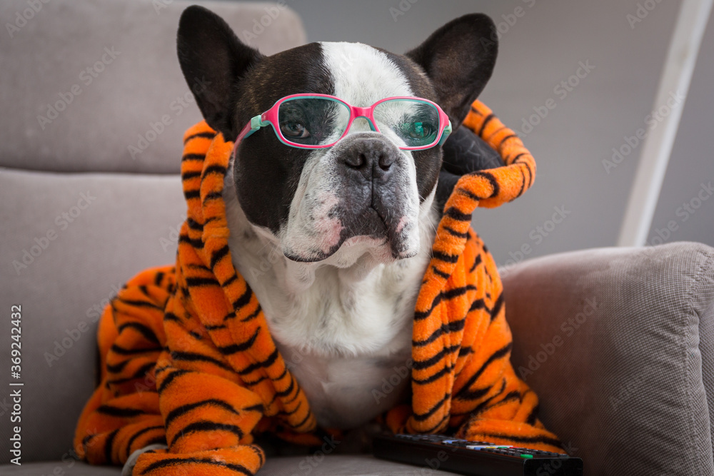 French bulldog in orange tiger bathrobe watch tv on the arm chair with remote control - obrazy, fototapety, plakaty 