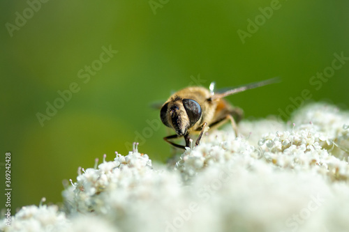 closeup bee honeybee plant blossom in nature © Moritz