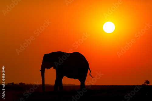 African elephant silhouette at sunset photo