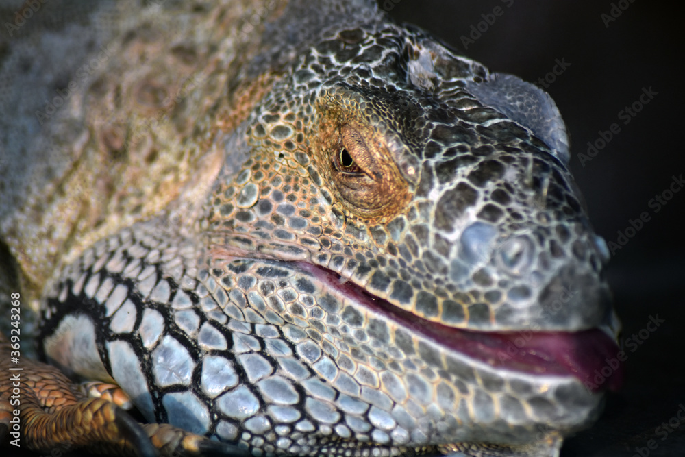 Fototapeta premium Close up of a lizard