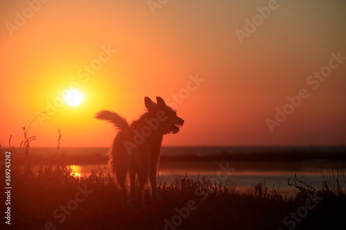 Silhouette of a dog in nature in the evening light against the background of the sun during sunset
