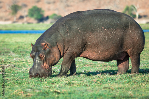 Hippo grazing at river bank