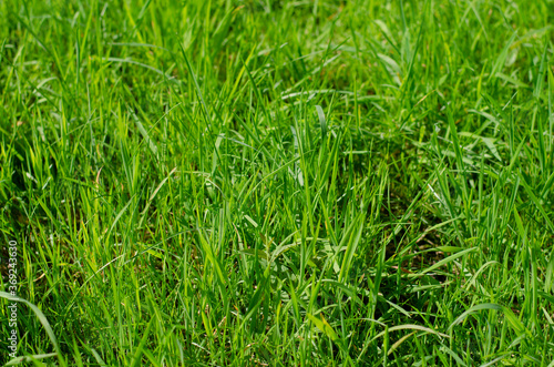 green grass texture background horizontal